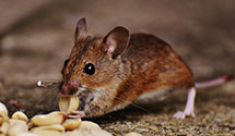 24 Hour & Emergency Exterminators in Glendale Spgs, NC
